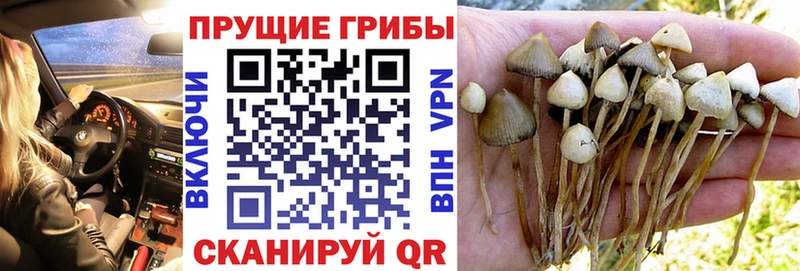 blacksprut зеркало  Макушино  Псилоцибиновые грибы Psilocybe 